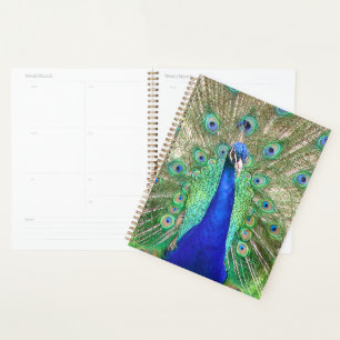 Indische blauwe pacock planner