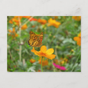 Indische Fritillary butterfly & kosmos bloemen Briefkaart