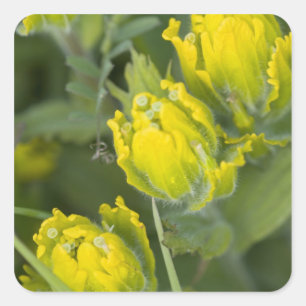 Indische gouden penseel Castilleja Vierkante Sticker