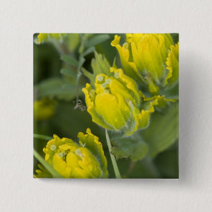 Indische Gouden Penselenkwast Castilleja Vierkante Button 5,1 Cm