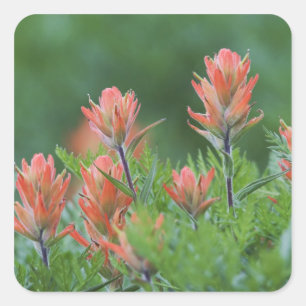 Indische kwastborstel, Castilleja miniata, Ouray, Vierkante Sticker