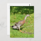 Indische loopeend briefkaart (Voorkant / Achterkant)