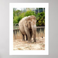 Indische olifant