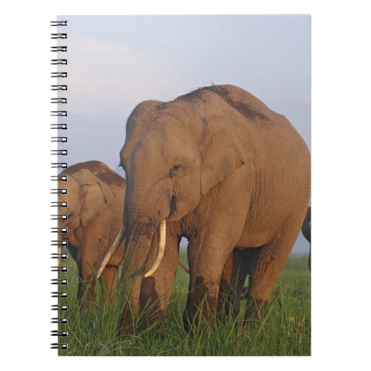 Indische olifanten in de graslanden notitieboek (Voorkant)