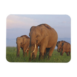 Indische olifanten in het grasland magneet