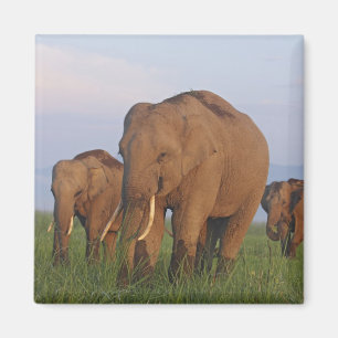 Indische olifanten in het grasland magneet