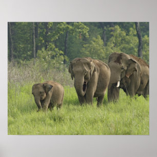 Indische Olifantenfamilie Poster
