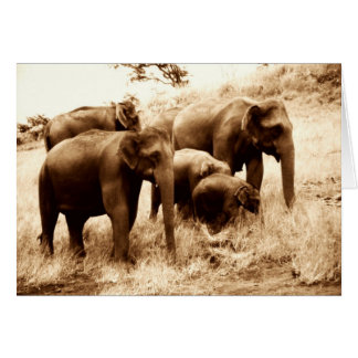 Indische olifantensepia