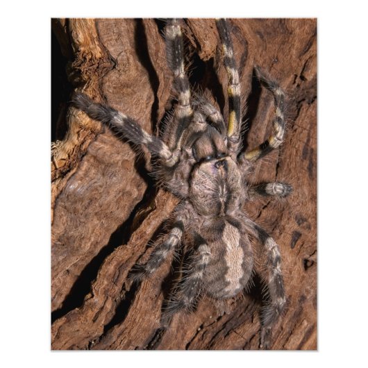Indische ornamental Tarantula Bark Foto Afdruk (Voorkant)