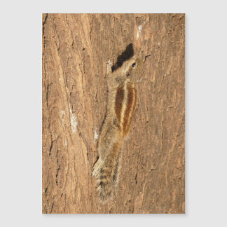 Indische palmvierkant op een boomstam