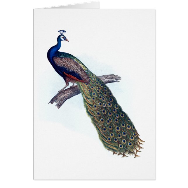 Indische pauw (Voorkant)