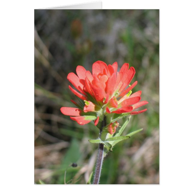 Indische penseel (Voorkant)