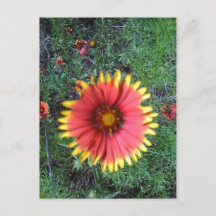 Indische penseel briefkaart