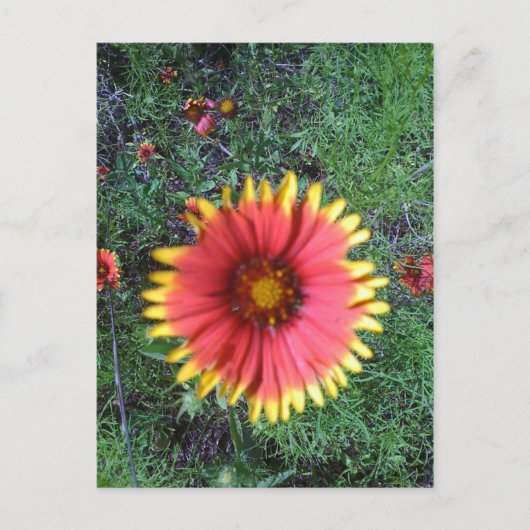 Indische penseel briefkaart (Voorkant)