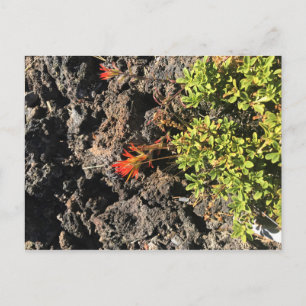 Indische penseel briefkaart