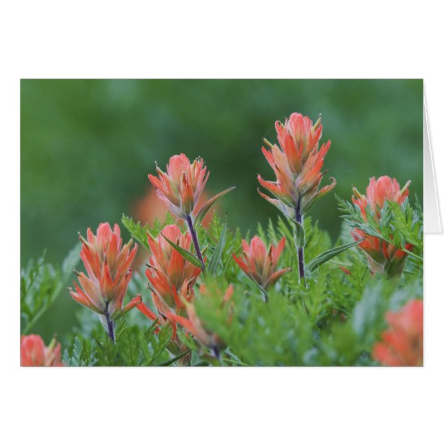 Indische penseel, Castilleja miniata, Ouray (Voorkant Horizontaal)