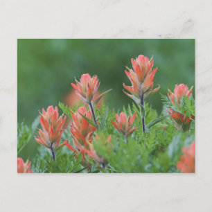 Indische penseel, Castilleja miniata, Ouray Briefkaart