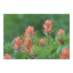 Indische penseel, Castilleja miniata, Ouray Foto Afdruk
