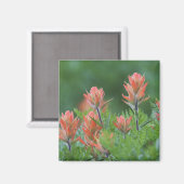 Indische penseel, Castilleja miniata, Ouray Magneet (Voorkant / Achterkant)