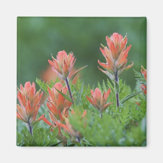 Indische penseel, Castilleja miniata, Ouray Magneet (Voorkant)