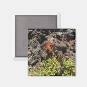 Indische penseel magneet (Voorkant / Achterkant)