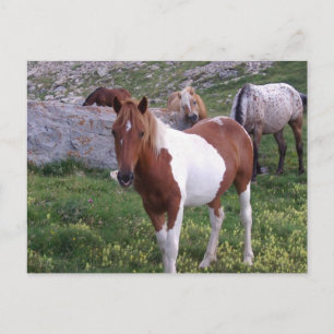 Indische Pony Briefkaart
