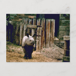 Indische Rhino Briefkaart