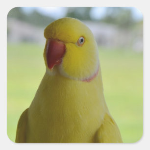 Indische ringneck in de schaduw vierkante sticker