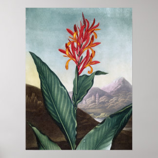 Indische rode, Antiek print van Robert John Thornt