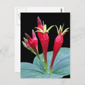 Indische roze briefkaart (Voorkant / Achterkant)