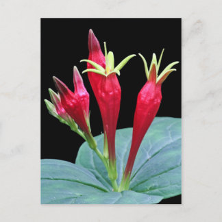 Indische roze briefkaart