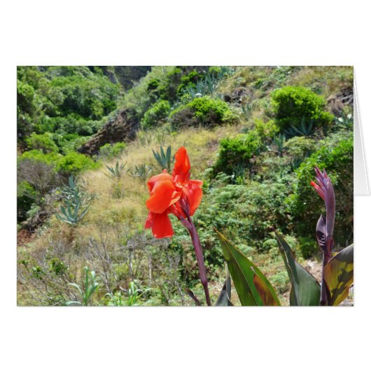 Indische scheut (Canna indica purpurea) (Voorkant Horizontaal)
