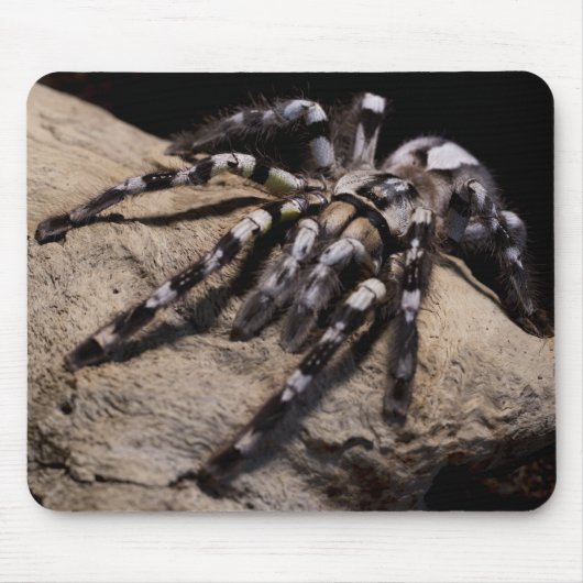 Indische siertarantula muismat (Voorkant)