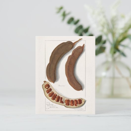 Indische Tamarind (Tamarindus Indica) Schilpen Briefkaart (Staand voorkant)