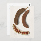 Indische Tamarind (Tamarindus Indica) Schilpen Briefkaart (Voorkant / Achterkant)