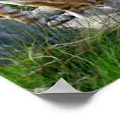 Indische tijger poster (Hoek)