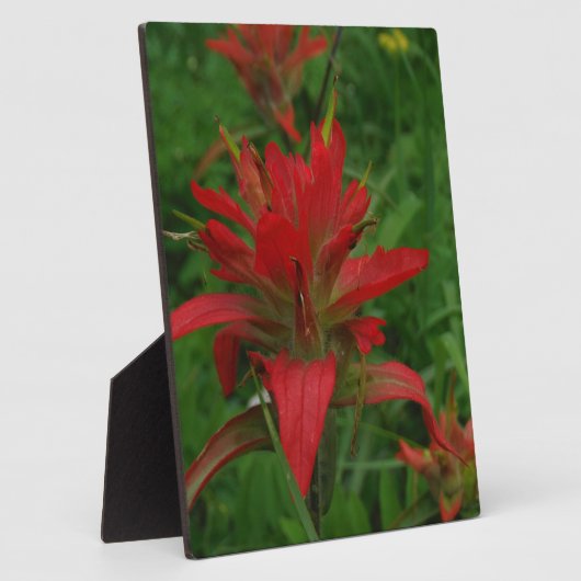 Indische verfborstel fotoplaat (Zijkant)