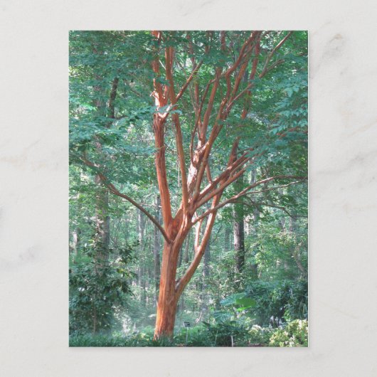 individueel briefkaart (Voorkant)