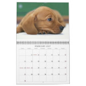 Indomitable Dachshunds Aangepast jaar Kalender (Feb 2027)