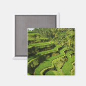Indonesië, Bali | Rijstvelden Magneet (Voorkant / Achterkant)