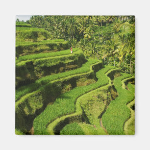 Indonesië, Bali   Rijstvelden Magneet