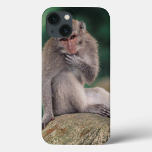 Indonesië, Bali, Ubud, Macaque 2 met lange staart iPhone 13 Hoesje