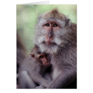 Indonésie, Bali, Ubud, Macaque à longue queue