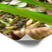 Indonesische wasvinger poster (Hoek)