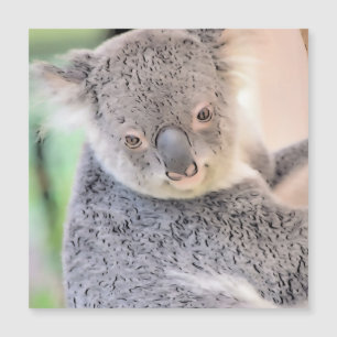 Indrukwekkend dier - Koala
