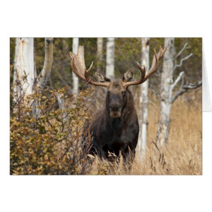 Indrukwekkende Bull Moose