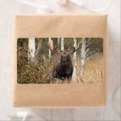 Indrukwekkende Bull Moose Etiket (Insitu)