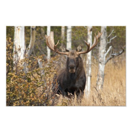 Indrukwekkende Bull Moose Foto Afdruk