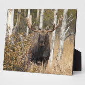 Indrukwekkende Bull Moose Fotoplaat (Zijkant)