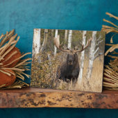 Indrukwekkende Bull Moose Fotoplaat (Zijkant)